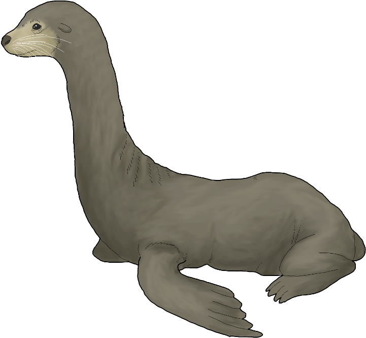 Female Longnecked Sea Lion - Long Necked Sea Lion (800x800), Png Download