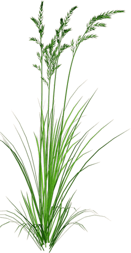 Beachgrass2 - Beach Grass Clip Art (260x500), Png Download