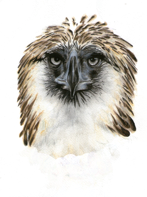 Philippine Eagle - Davao Gulf (477x640), Png Download