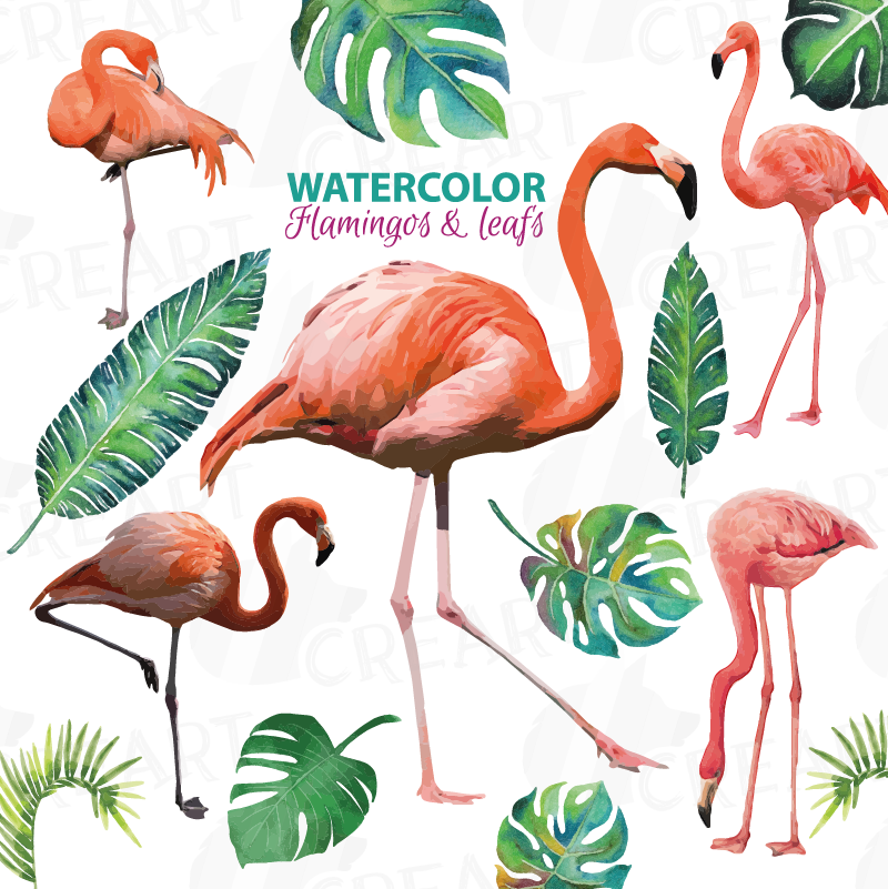 Watercolor Flamingos Clipart With Watercolor Leafs - Flamingo Portrait On White Background (birds (800x801), Png Download
