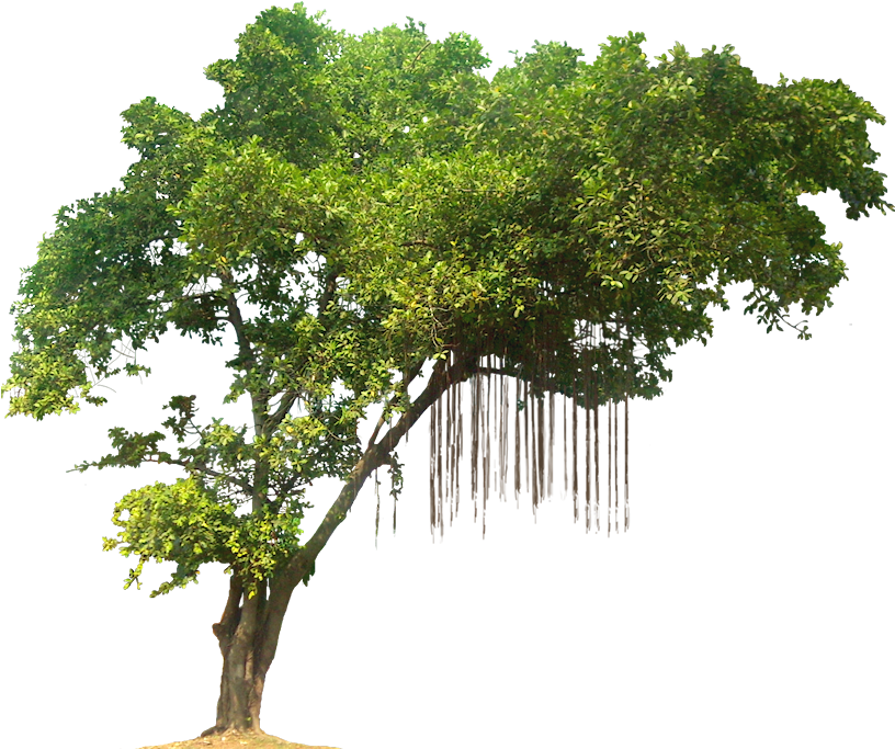 Jungle Tree Png Image - Jungle Tree Transparent Background (819x696), Png Download