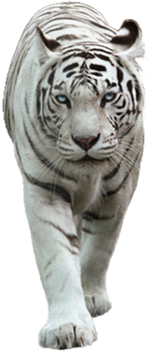 Tiger Png Picture White - White Tiger Images Png (266x534), Png Download