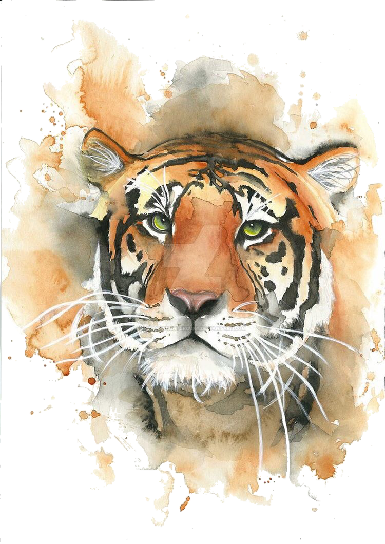 Report Abuse - Tiger Watercolour (750x1060), Png Download