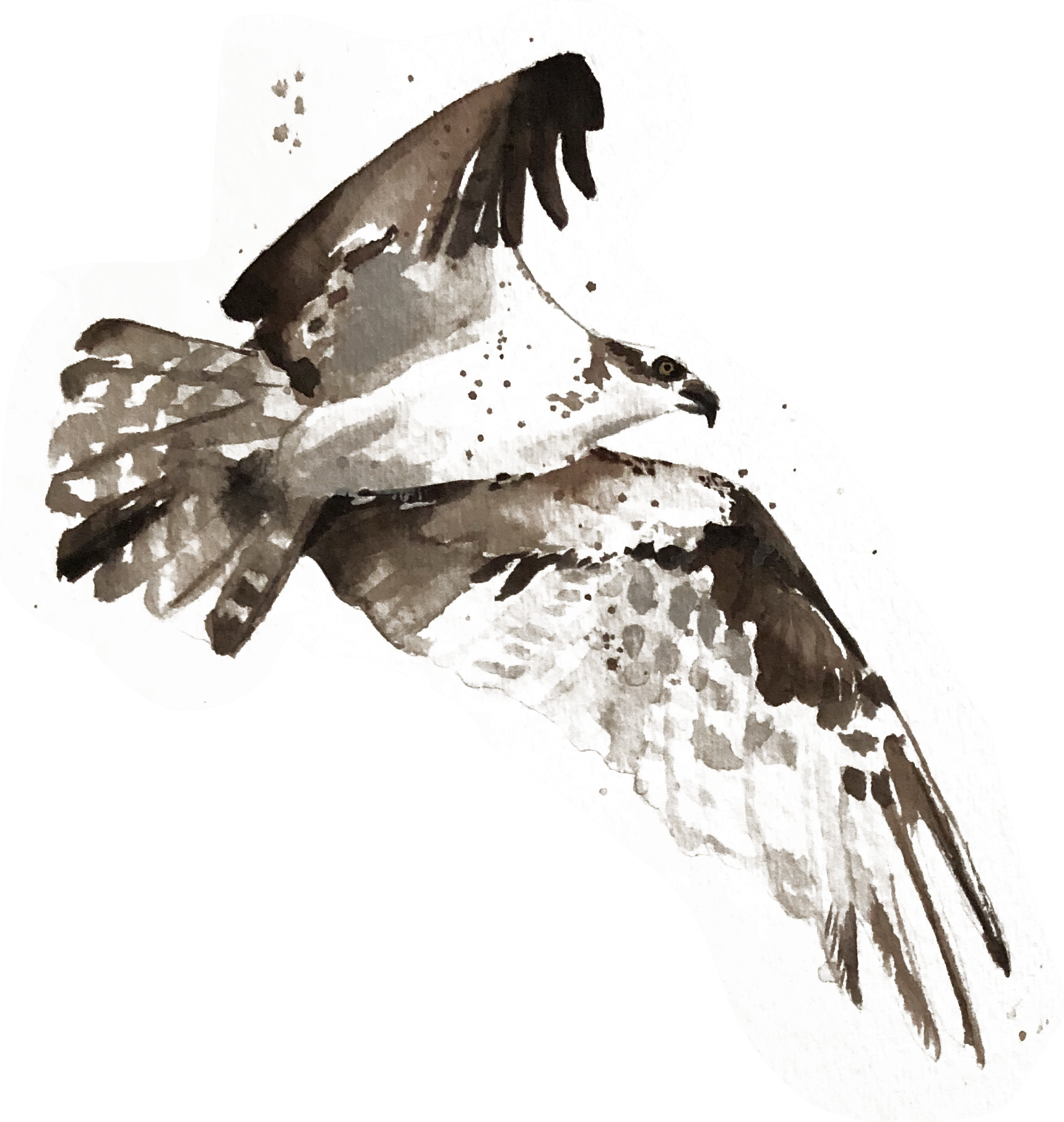 Join Us - Drawing (1719x1813), Png Download