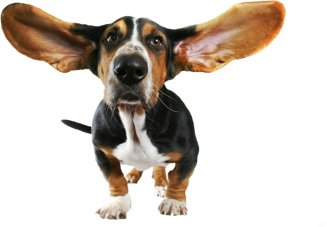 Dog Png - Basset Hound Ears (1280x800), Png Download