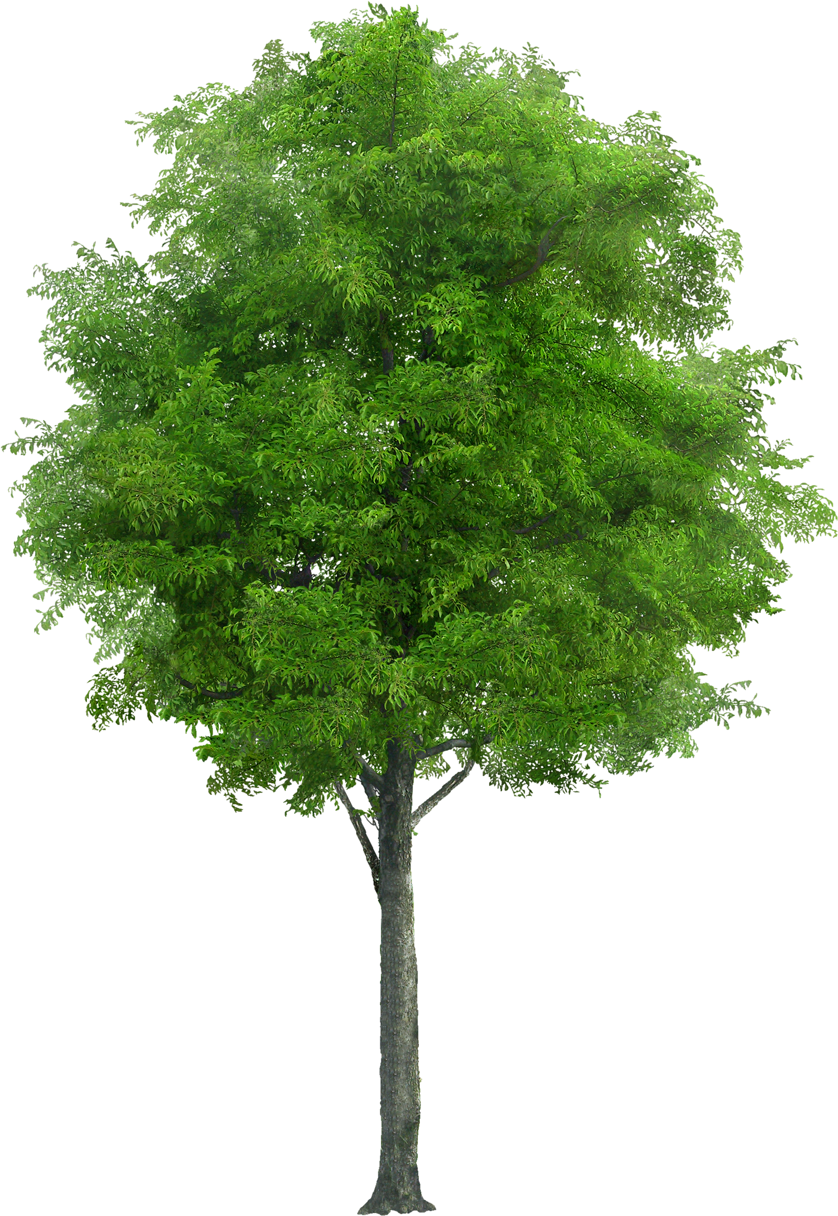 Tree Plan Png, Tree Render, Tree Psd, Tree Images, - Free Image Of Tree (1833x2500), Png Download