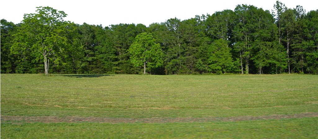Forest Png Picture - Forest Png (1024x678), Png Download