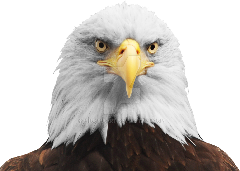 Bald Eagle Png Transparent Hd Photo Eagle Head Png (1024x724), Png