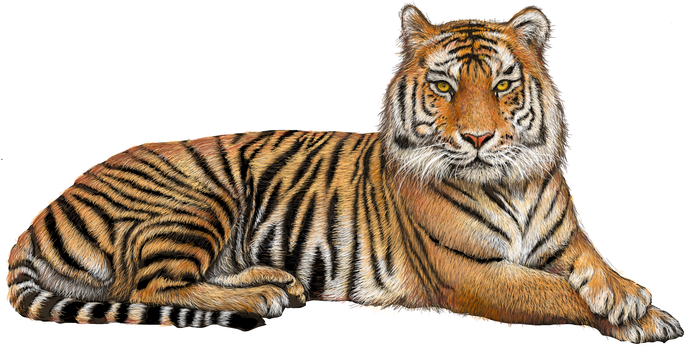 Transparent Background Tiger Png (3000x2100), Png Download