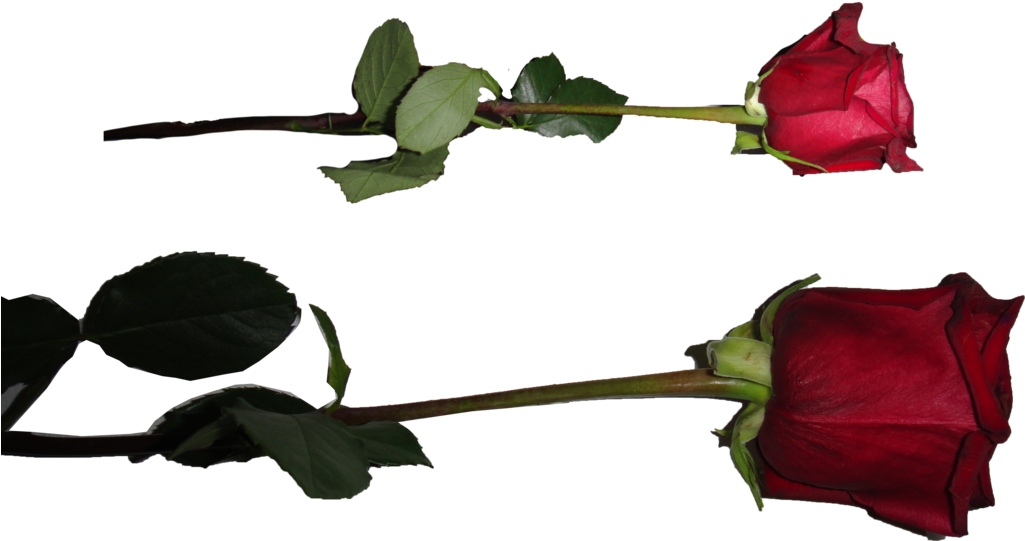 Rose Png By Starscoldnight By Starscoldnight On Clipart - Png Transparent Rose Png (1024x624), Png Download