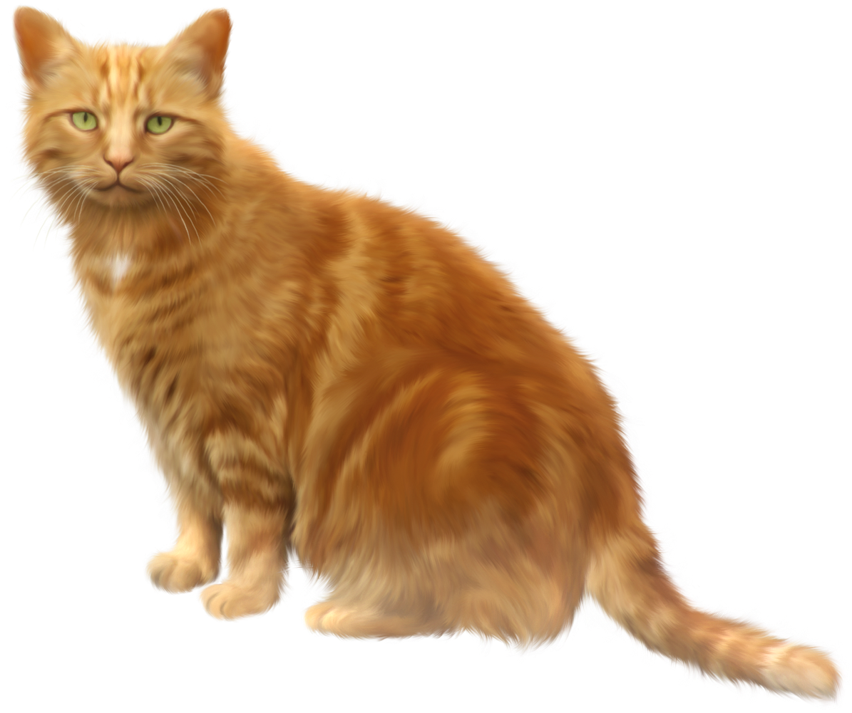 Cat Png 11 - Orange Cat Transparent Background (1253x1042), Png Download