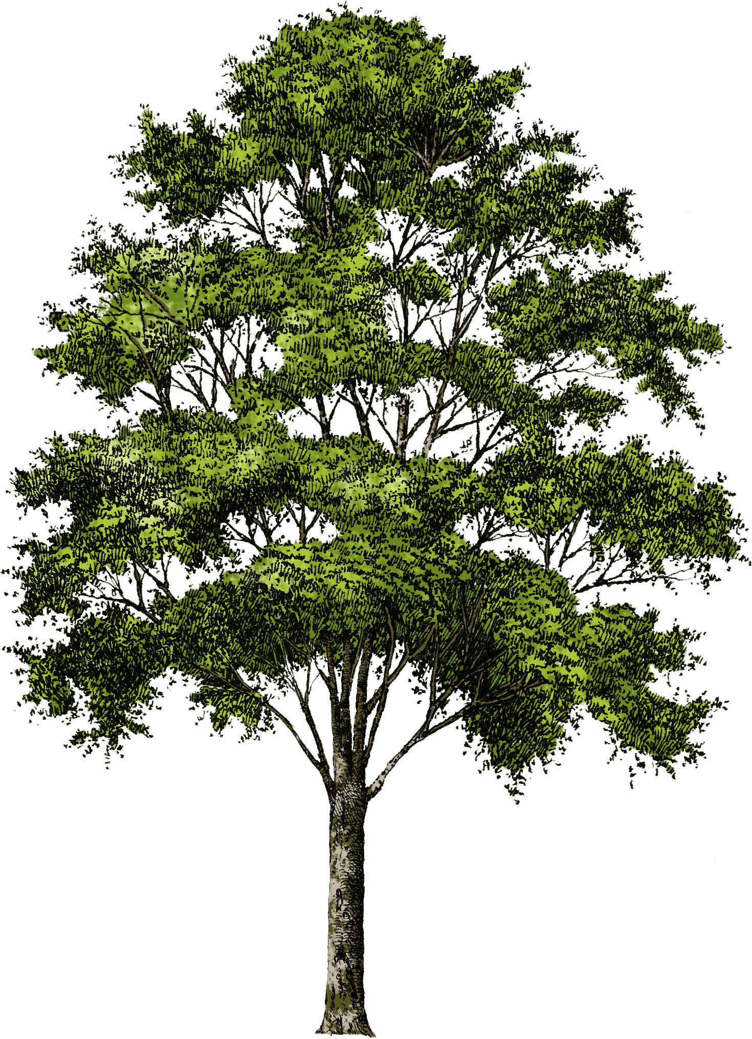 Clipart Tree Collection Png - Transparent Background Tree Png (1500x2081), Png Download