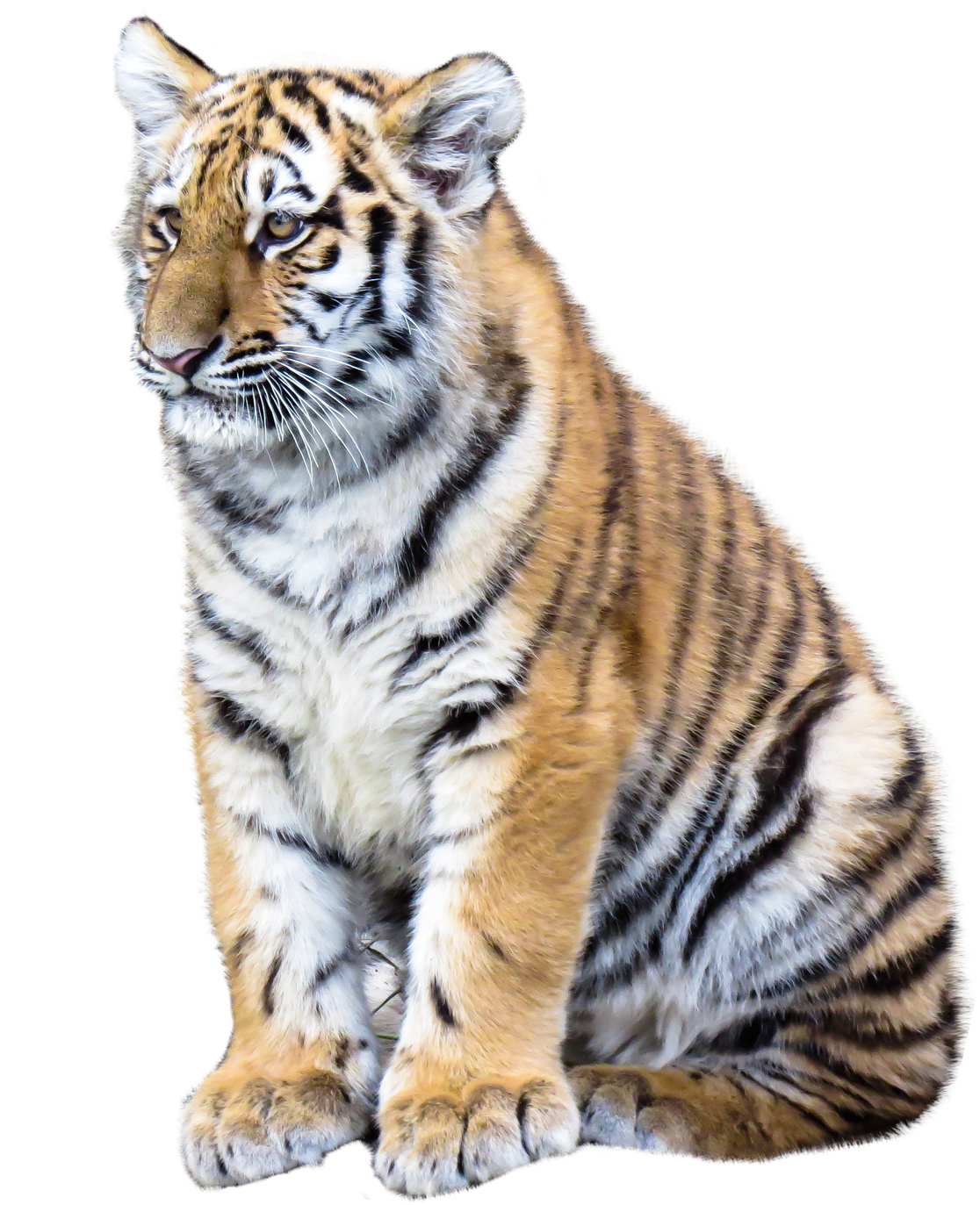 Tiger Png Transparent Image - Png Tiger Full Hd (808x1024), Png Download