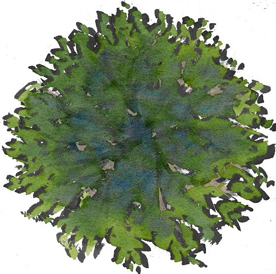 Trees From Top For Site Plan - Architectural Tree In Plan Png (559x555), Png Download
