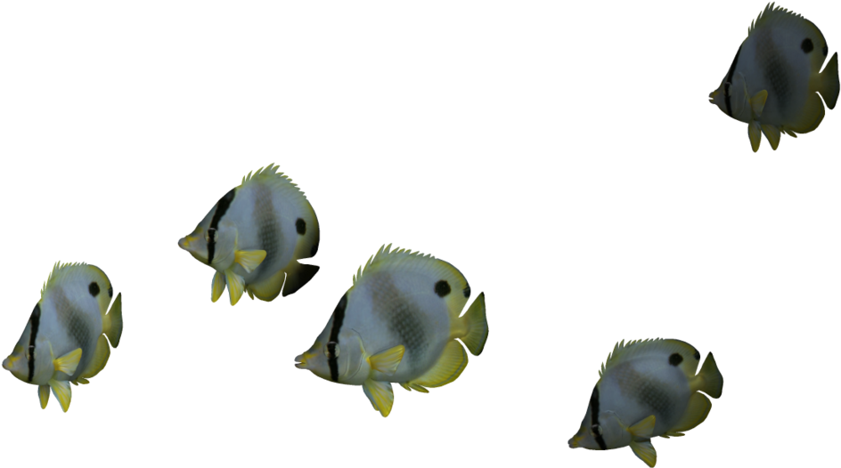 Ocean Fish Png File - Ocean Fish Png (1024x639), Png Download