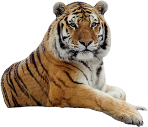 Tiger Png Free Download Tiger Png Full Size Png Download Seekpng