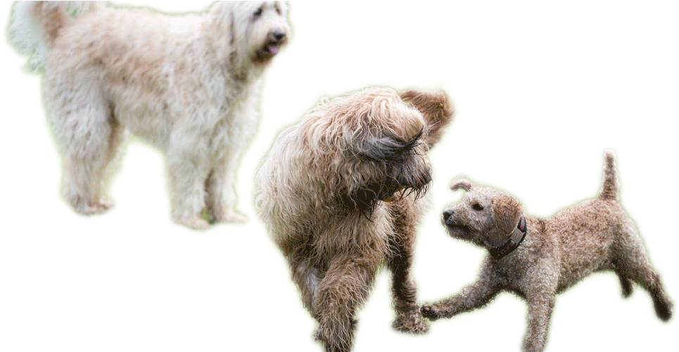 Playing-dogs - Dogs Playing Png (1000x500), Png Download