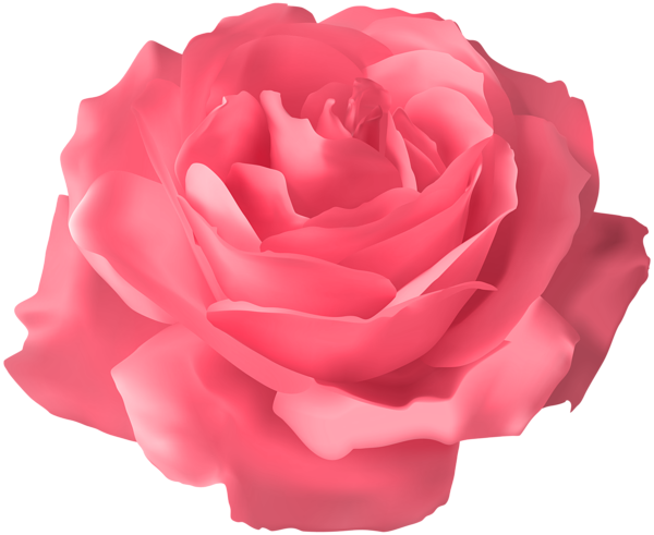 Rose Png - Roses Purple Background Transparent (600x491), Png Download