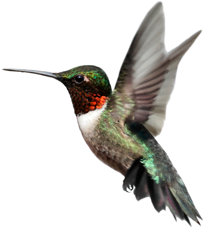 Birds Png Images Free Download Bird - Hummingbird Images Transparent Background (396x445), Png Download