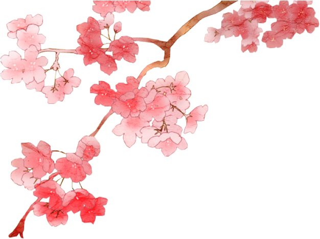 Best Cherry Blossom Png Clipart - Anime Cherry Blossom Branch (531x392), Png Download