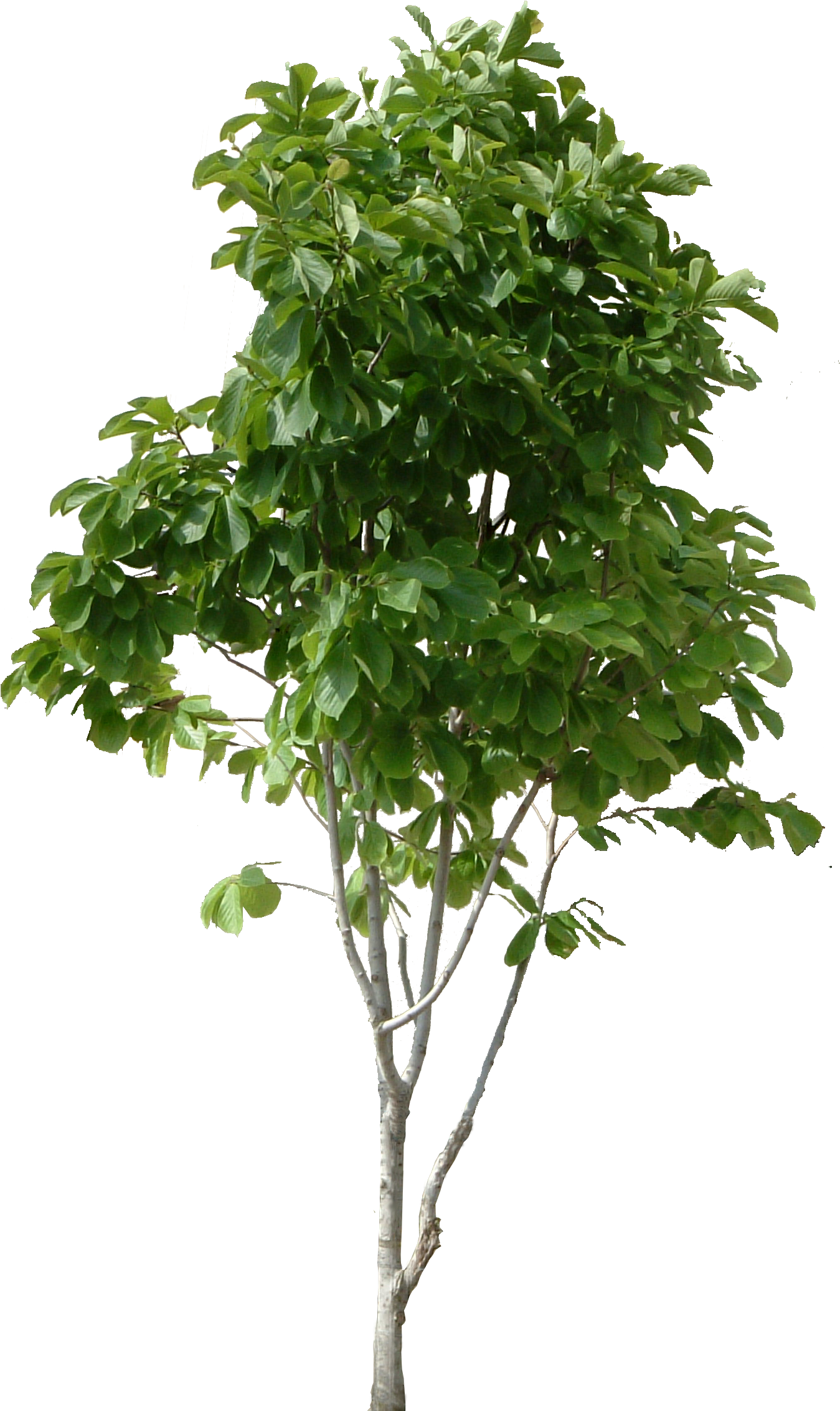 Hd Tree Png Cool Tree Images Free Download Picturespider - Tree Png (1390x2300), Png Download