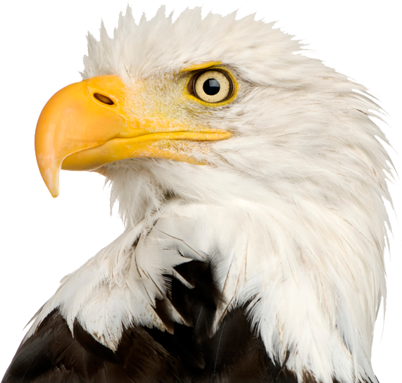 Bald Eagle Png Transparent - Eagle Head Png (620x561), Png Download