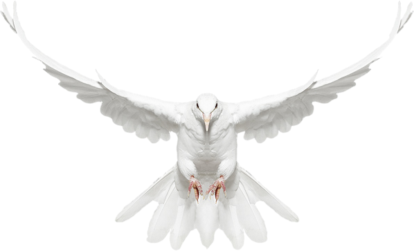 صور للتصميم دون تحميل - Dove Flying Towards You (598x363), Png Download