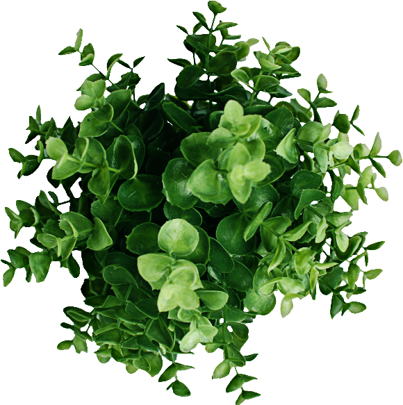 Plant Top View Png Image - Portable Network Graphics (800x600), Png Download