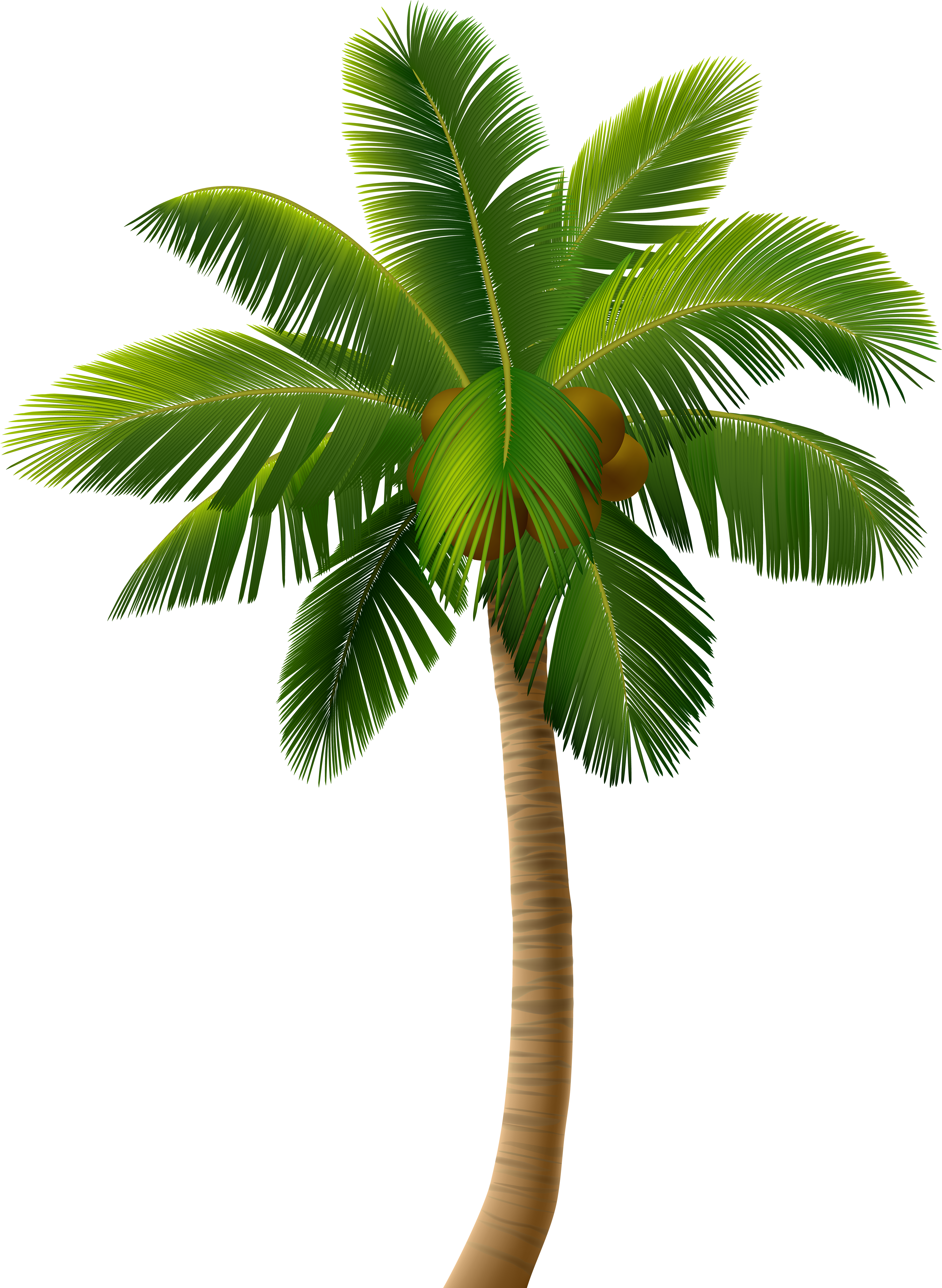 Palm Tree Png Clip Art Image - Vector Graphics (3690x5000), Png Download