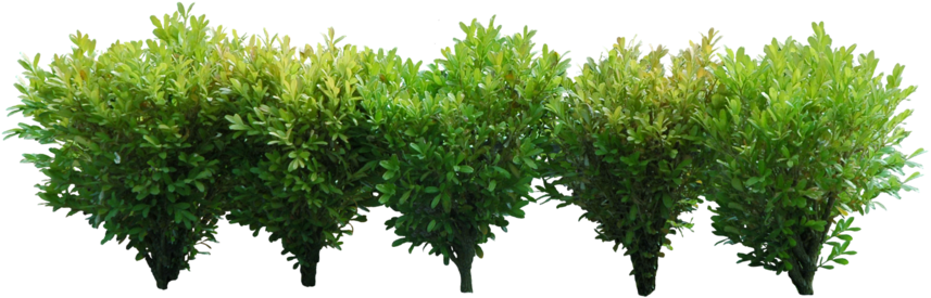 Bushes Png Image - Agac Png (899x343), Png Download