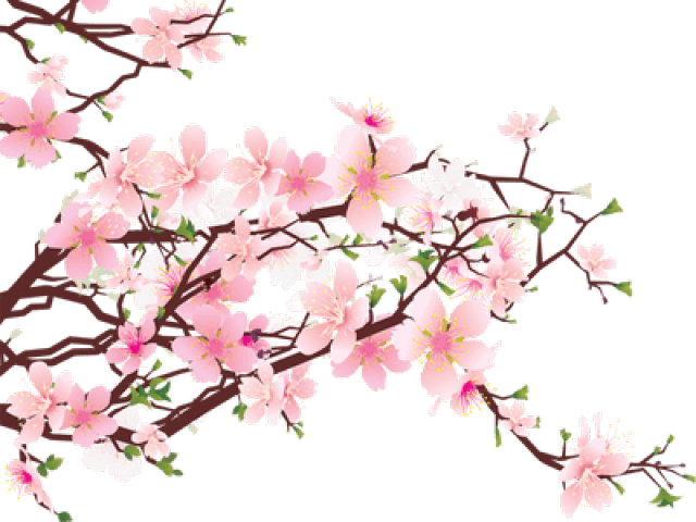Cherry Blossom Transparent Png - Cherry Blossom Art Png (400x304), Png Download