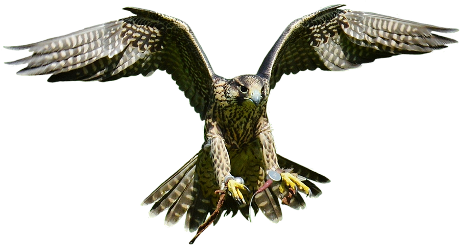 Download Free Falcon Birds Png Transparent Images Transparent - Hawk (960x600), Png Download