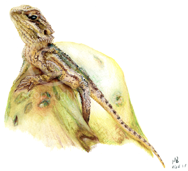 A Small Bearded Dragon Pet Portrait Hand-drawn In Watercolour - Portrait (669x600), Png Download