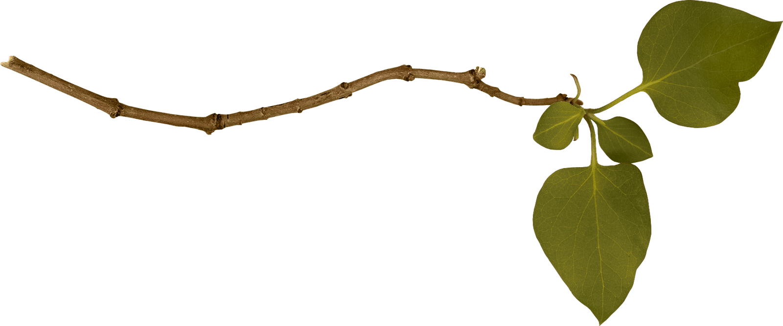 Branch Single Left - Branch Png (1600x667), Png Download