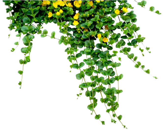 Plants Png Free Download - Teachers Day Quotes In Telugu (736x552), Png Download