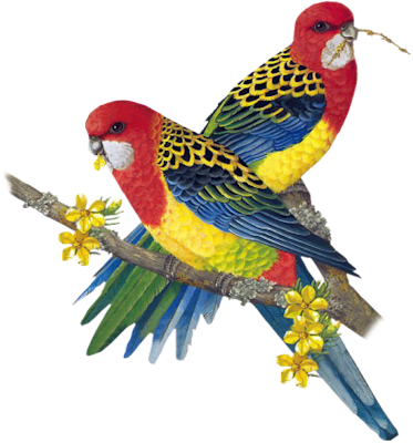 Birds Png Fils - Bird Paintings (373x400), Png Download