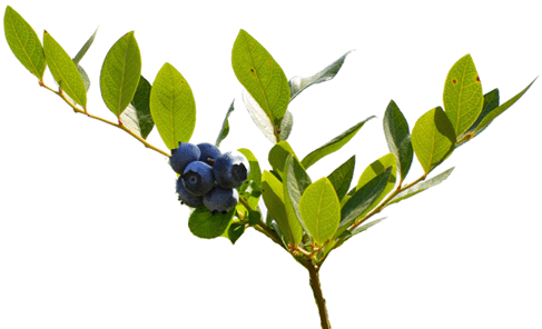 Watch Us Grow Jpg Free Library - Huckleberry (702x303), Png Download