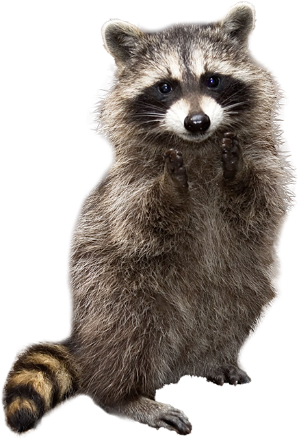 In The Last Year, Santa Cruz County Has Received Over - Raccoons Carrying A Cat (500x659), Png Download