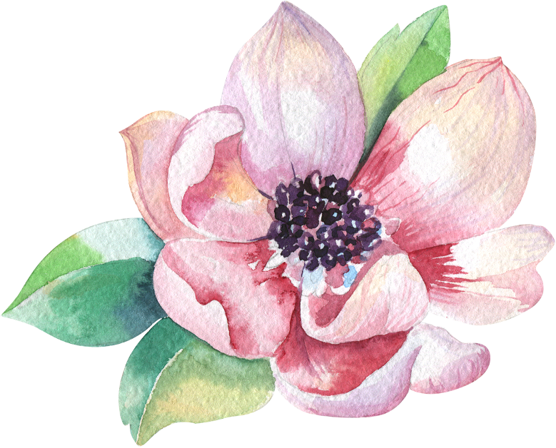 Magnolia - Home - Watercolor Magnolia (779x628), Png Download