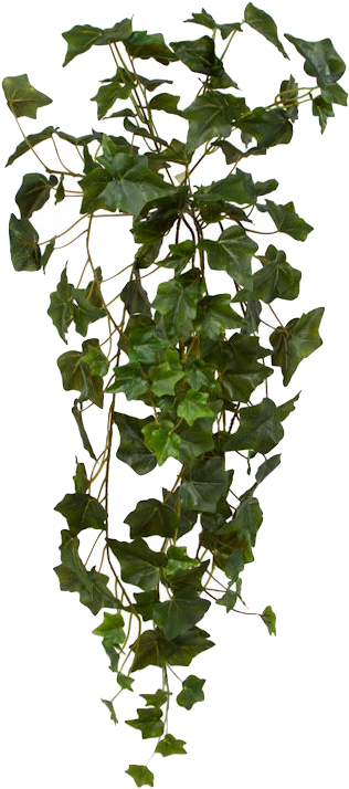 English Ivy Hanging Plants Canvas Home Interiors Australia - Hanging Pot Plant Png Transparent (475x800), Png Download
