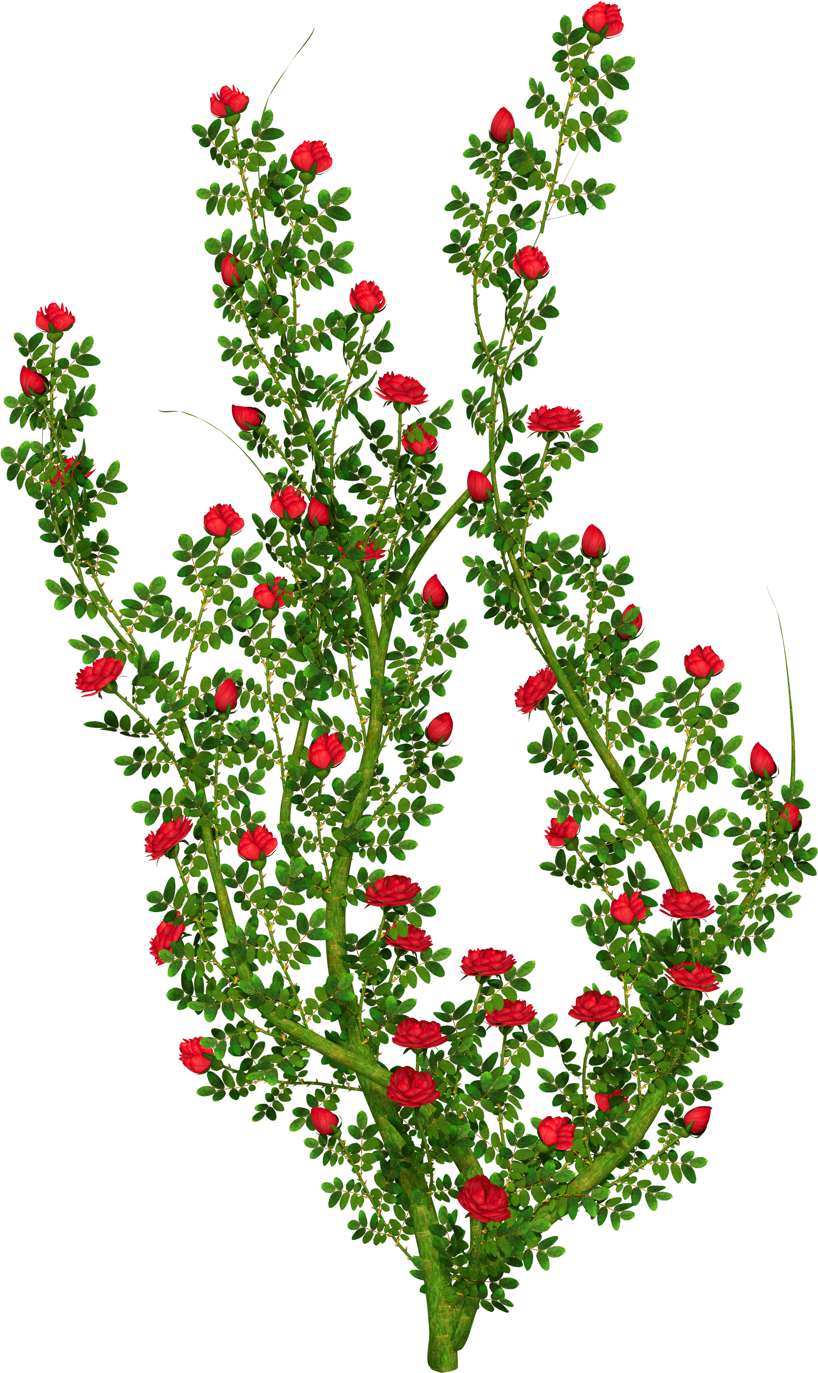 Rosebush - Rose Bush Transparent Background (1800x3000), Png Download
