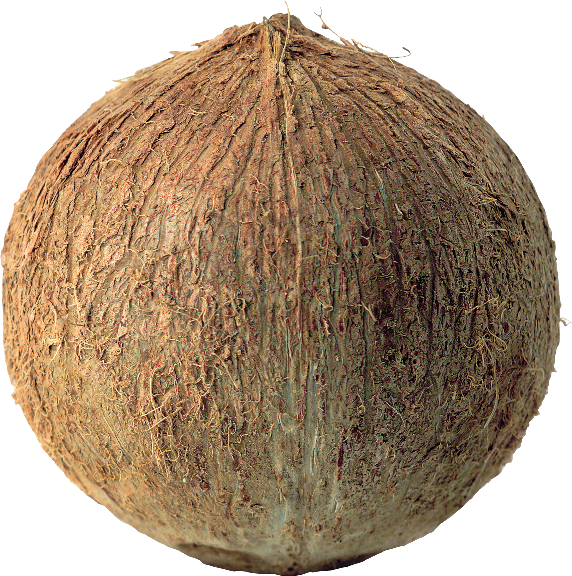 Coconut Png (2280x2297), Png Download