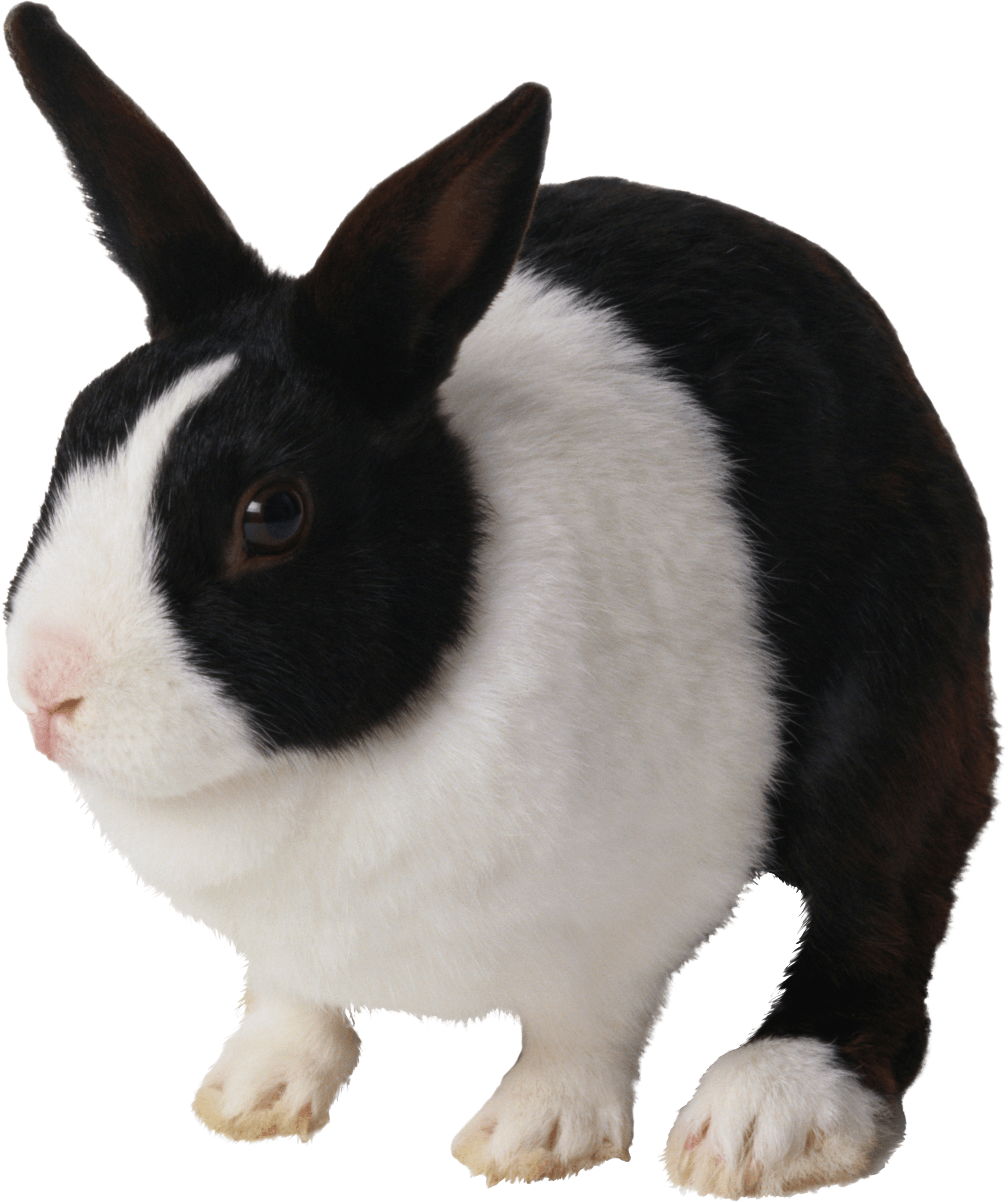 Black And White Rabbit Png Image - Black And White Rabbit Png (2092x2494), Png Download