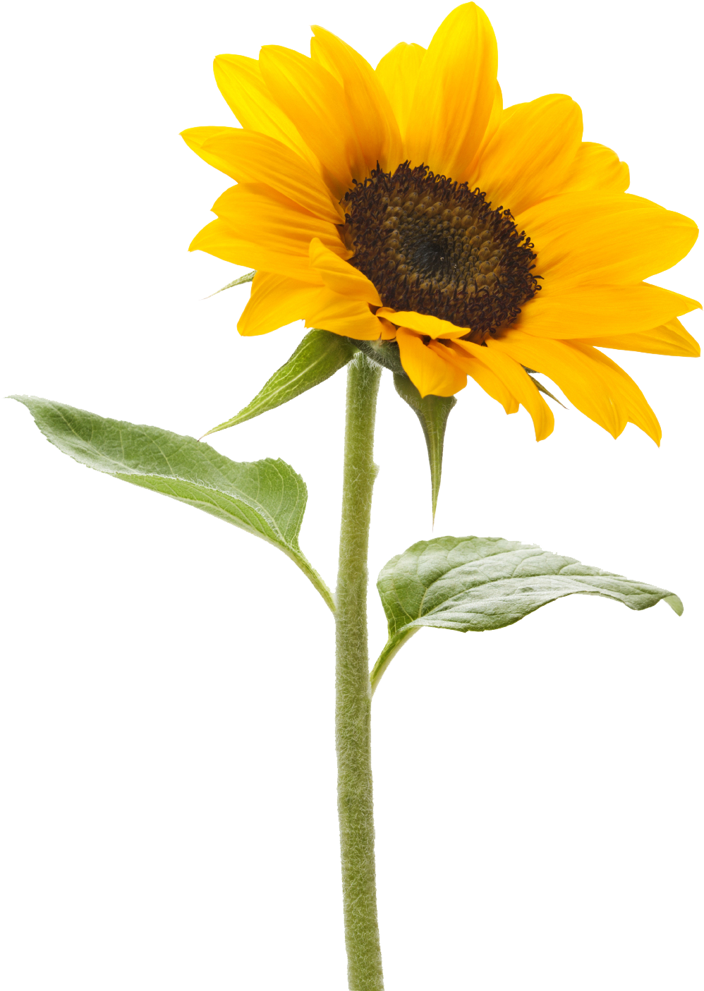 Download Free High Quality Sunflower Png Transparent - Transparent Sunflower (1241x1547), Png Download