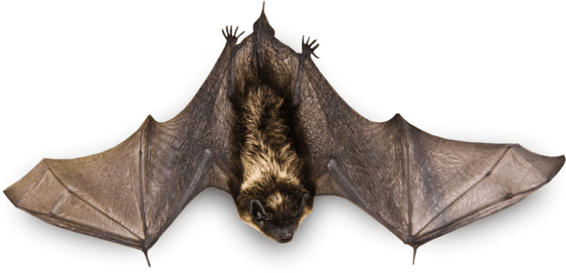 Free Png Bat Png Images Transparent - Bat On A Branch (850x431), Png Download