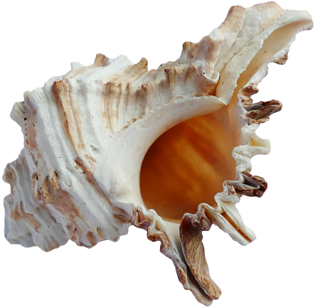 Ocean Sea Shell Png Transparent Image - Seashell Png Transparent (500x460), Png Download