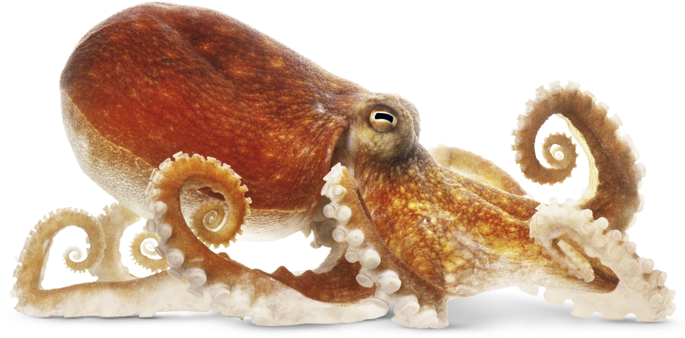 Octopus - Octopus Png (1403x700), Png Download