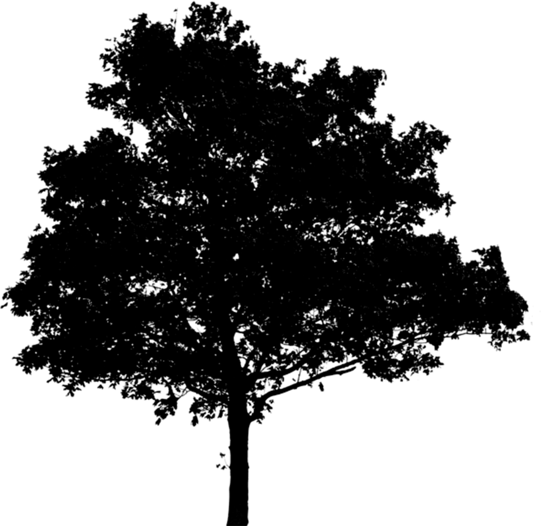 Tree Png (1890x1851), Png Download