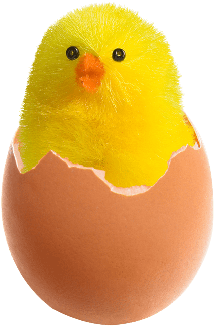 Free Png Chicken In Broken Egg Png Images Transparent - Chicken In Egg Png (480x688), Png Download