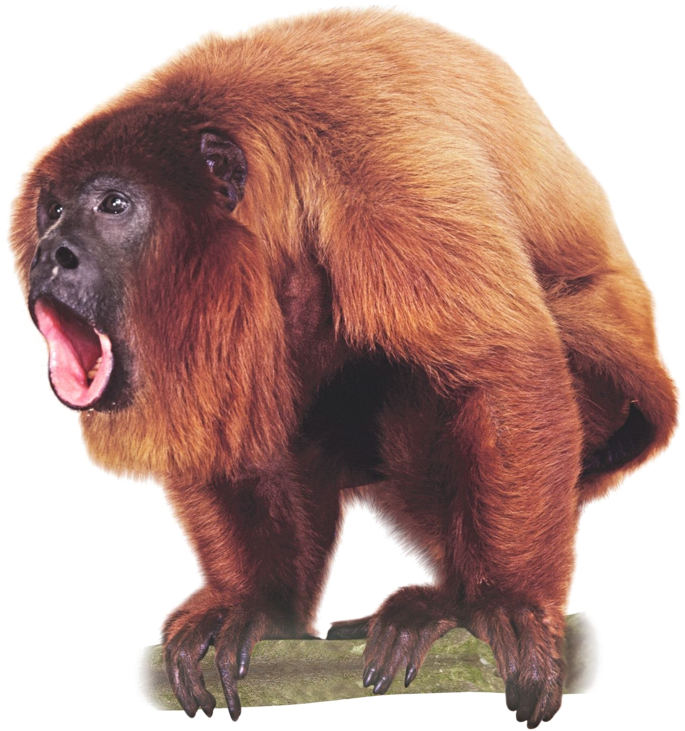 Monkey Png Image With Transparent Background - Howler Monkey No Background (1440x1482), Png Download